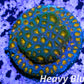 SPS Coral- Cyphastrea - Frag- WYSIWYG SPS Coral- Cyphastrea - Frag- WYSIWYG SPS SPS Coral- Cyphastrea - Frag- WYSIWYG Zeo Box Reef