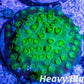 SPS Coral- Cyphastrea - Frag SPS Coral- Cyphastrea - Frag SPS SPS Coral- Cyphastrea - Frag Zeo Box Reef