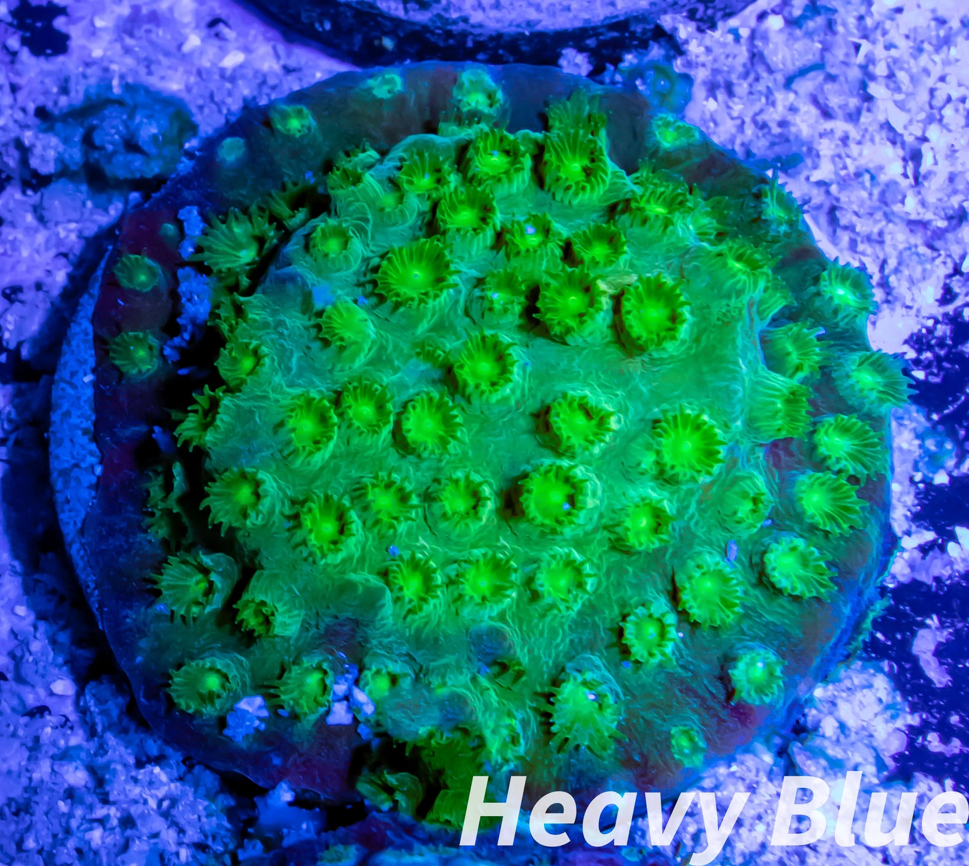 SPS Coral- Cyphastrea - Frag SPS Coral- Cyphastrea - Frag SPS SPS Coral- Cyphastrea - Frag Zeo Box Reef