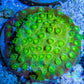 SPS Coral- Cyphastrea - Frag SPS Coral- Cyphastrea - Frag SPS SPS Coral- Cyphastrea - Frag Zeo Box Reef