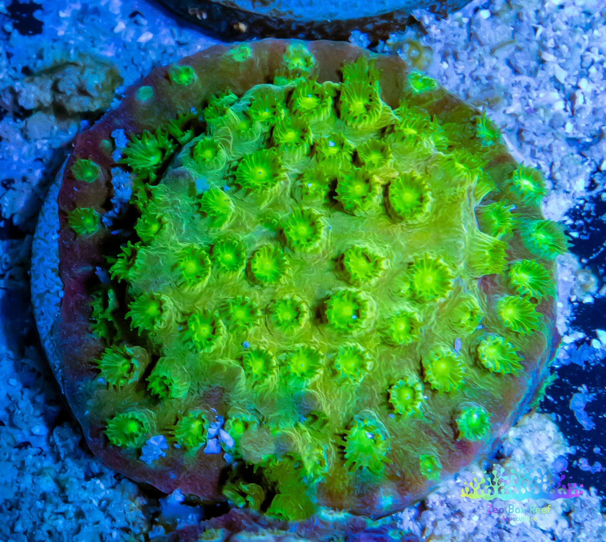 SPS Coral- Cyphastrea - Frag SPS Coral- Cyphastrea - Frag SPS SPS Coral- Cyphastrea - Frag Zeo Box Reef