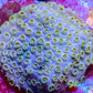 SPS Coral- Cyphastrea  Frag WYSIWYG SPS Coral- Cyphastrea  Frag WYSIWYG SPS SPS Coral- Cyphastrea  Frag WYSIWYG Zeo Box Reef