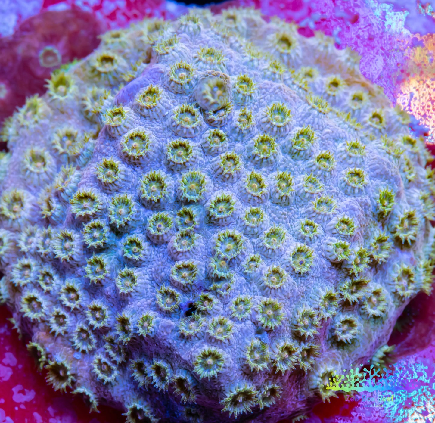 SPS Coral- Cyphastrea  Frag WYSIWYG SPS Coral- Cyphastrea  Frag WYSIWYG SPS SPS Coral- Cyphastrea  Frag WYSIWYG Zeo Box Reef