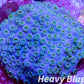 SPS Coral- Cyphastrea  Frag WYSIWYG SPS Coral- Cyphastrea  Frag WYSIWYG SPS SPS Coral- Cyphastrea  Frag WYSIWYG Zeo Box Reef