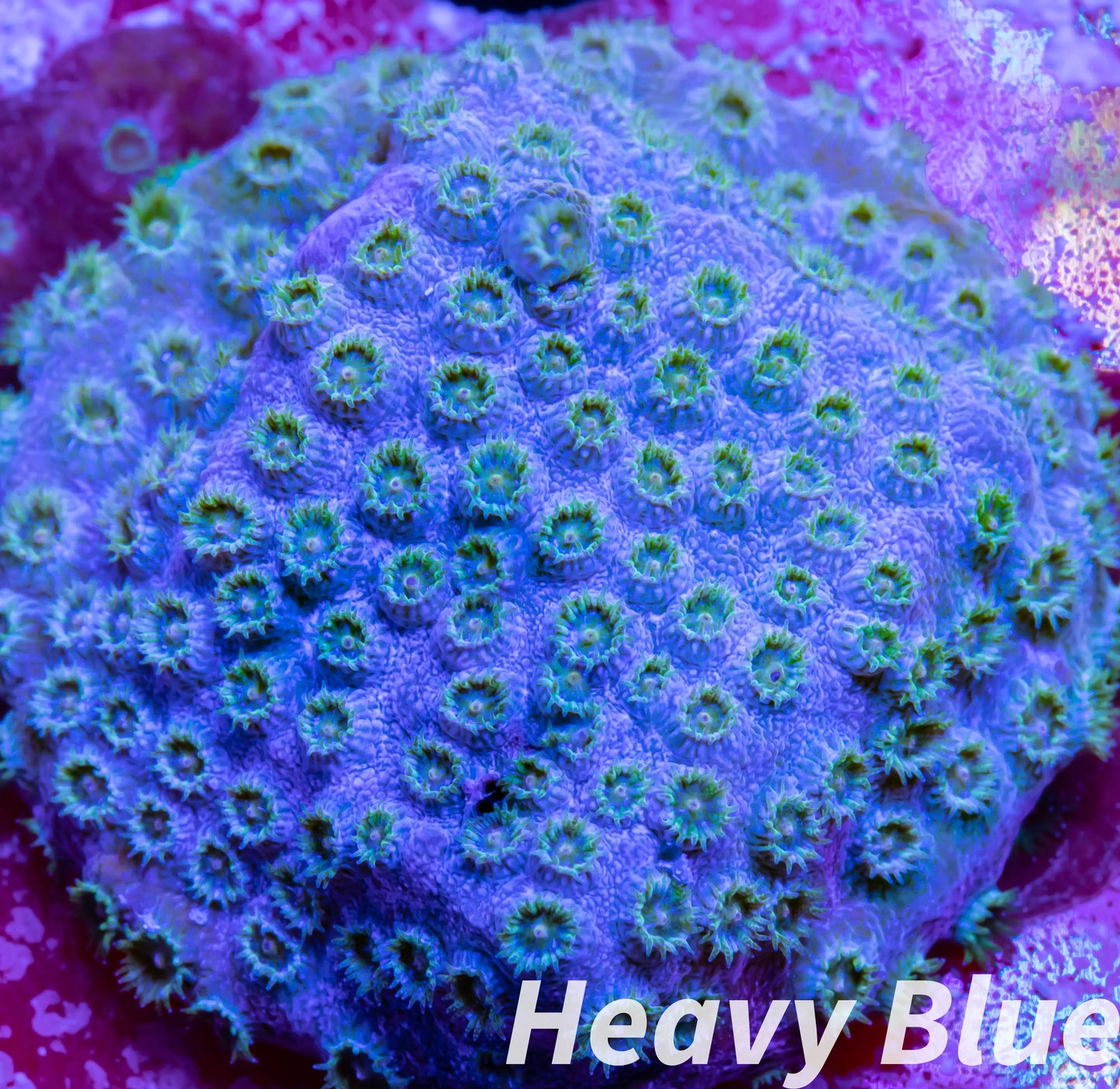 SPS Coral- Cyphastrea  Frag WYSIWYG SPS Coral- Cyphastrea  Frag WYSIWYG SPS SPS Coral- Cyphastrea  Frag WYSIWYG Zeo Box Reef