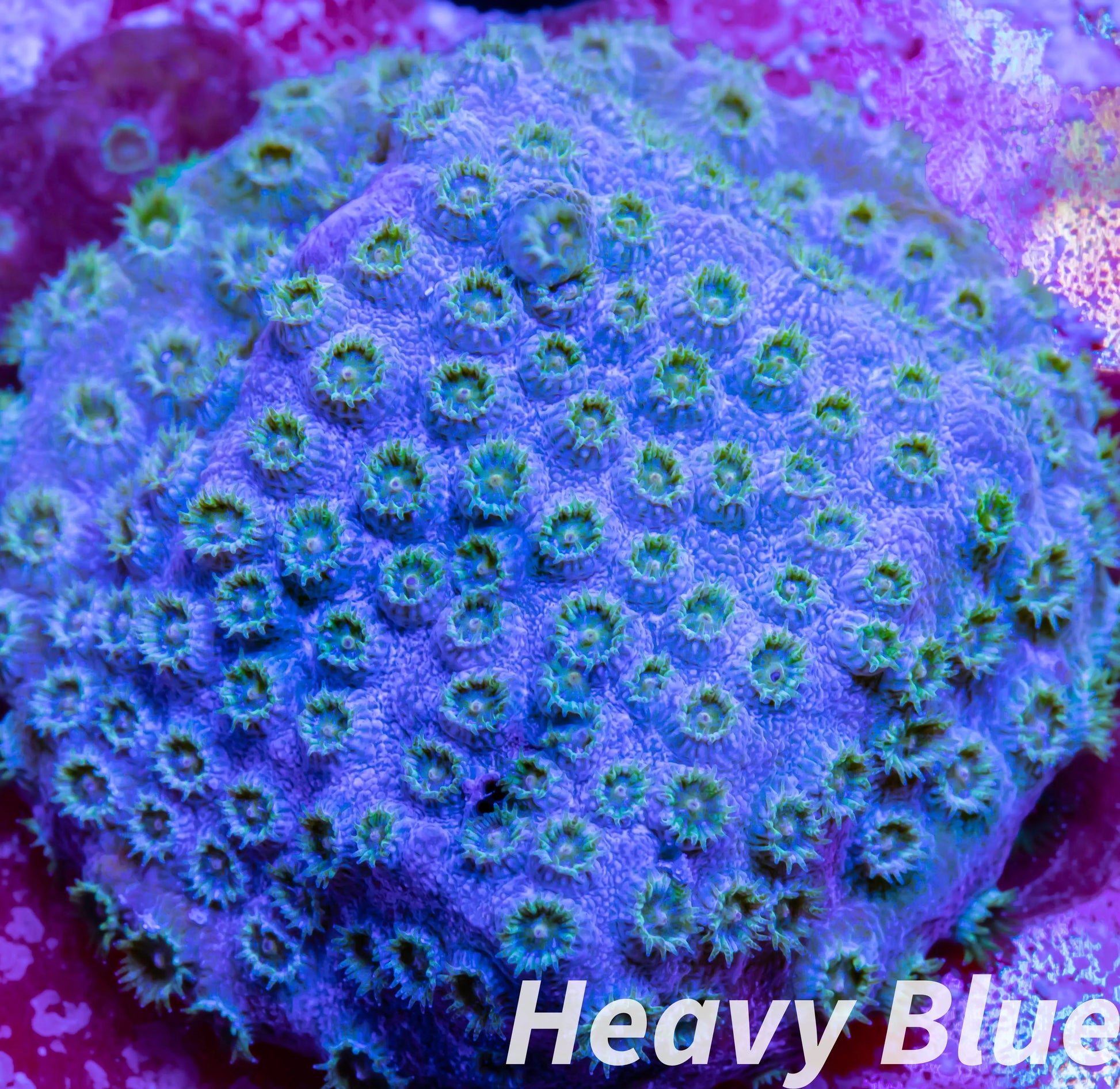 SPS Coral- Cyphastrea  Frag WYSIWYG SPS Coral- Cyphastrea  Frag WYSIWYG SPS SPS Coral- Cyphastrea  Frag WYSIWYG Zeo Box Reef