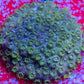 SPS Coral- Cyphastrea  Frag WYSIWYG SPS Coral- Cyphastrea  Frag WYSIWYG SPS SPS Coral- Cyphastrea  Frag WYSIWYG Zeo Box Reef