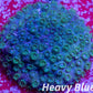 SPS Coral- Cyphastrea  Frag WYSIWYG SPS Coral- Cyphastrea  Frag WYSIWYG SPS SPS Coral- Cyphastrea  Frag WYSIWYG Zeo Box Reef