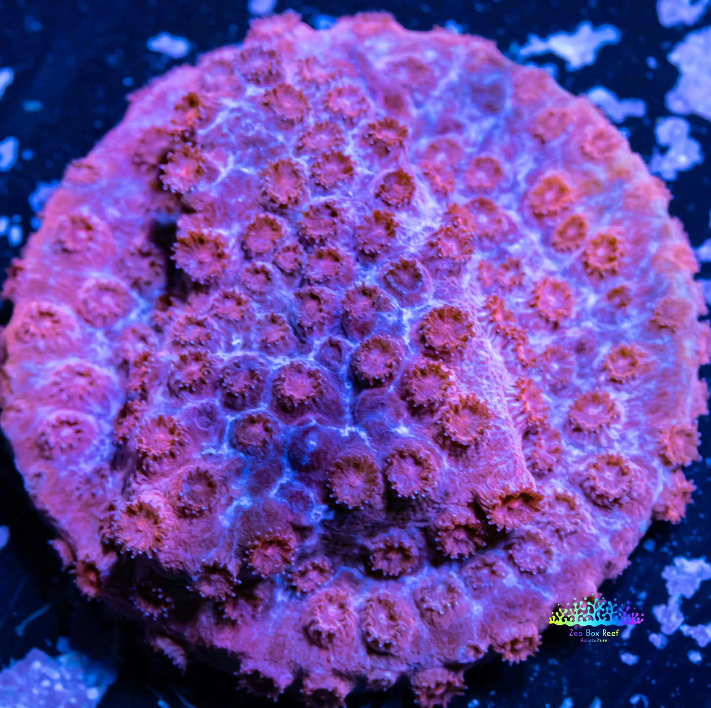 SPS Coral- Cyphastrea  Frag WYSIWYG SPS Coral- Cyphastrea  Frag WYSIWYG SPS SPS Coral- Cyphastrea  Frag WYSIWYG Zeo Box Reef