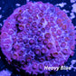 SPS Coral- Cyphastrea  Frag WYSIWYG SPS Coral- Cyphastrea  Frag WYSIWYG SPS SPS Coral- Cyphastrea  Frag WYSIWYG Zeo Box Reef