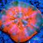 Scolymia Australis- WYSIWYG Ultra Superman Scoly Coral 3cm Scolymia Australis- WYSIWYG Ultra Superman Scoly Coral 3cm LPS Scolymia Australis- WYSIWYG Ultra Superman Scoly Coral 3cm Zeo Box Reef