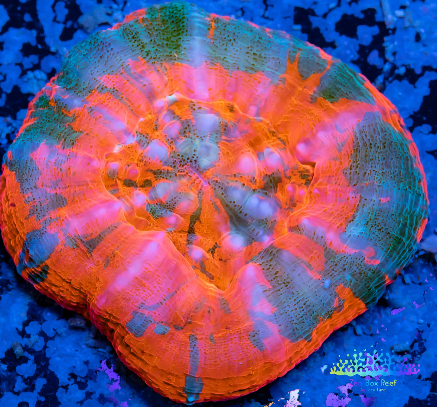 Scolymia Australis- WYSIWYG Ultra Superman Scoly Coral 3cm Scolymia Australis- WYSIWYG Ultra Superman Scoly Coral 3cm LPS Scolymia Australis- WYSIWYG Ultra Superman Scoly Coral 3cm Zeo Box Reef