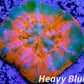 Scolymia Australis- WYSIWYG Ultra Superman Scoly Coral 3cm Scolymia Australis- WYSIWYG Ultra Superman Scoly Coral 3cm LPS Scolymia Australis- WYSIWYG Ultra Superman Scoly Coral 3cm Zeo Box Reef