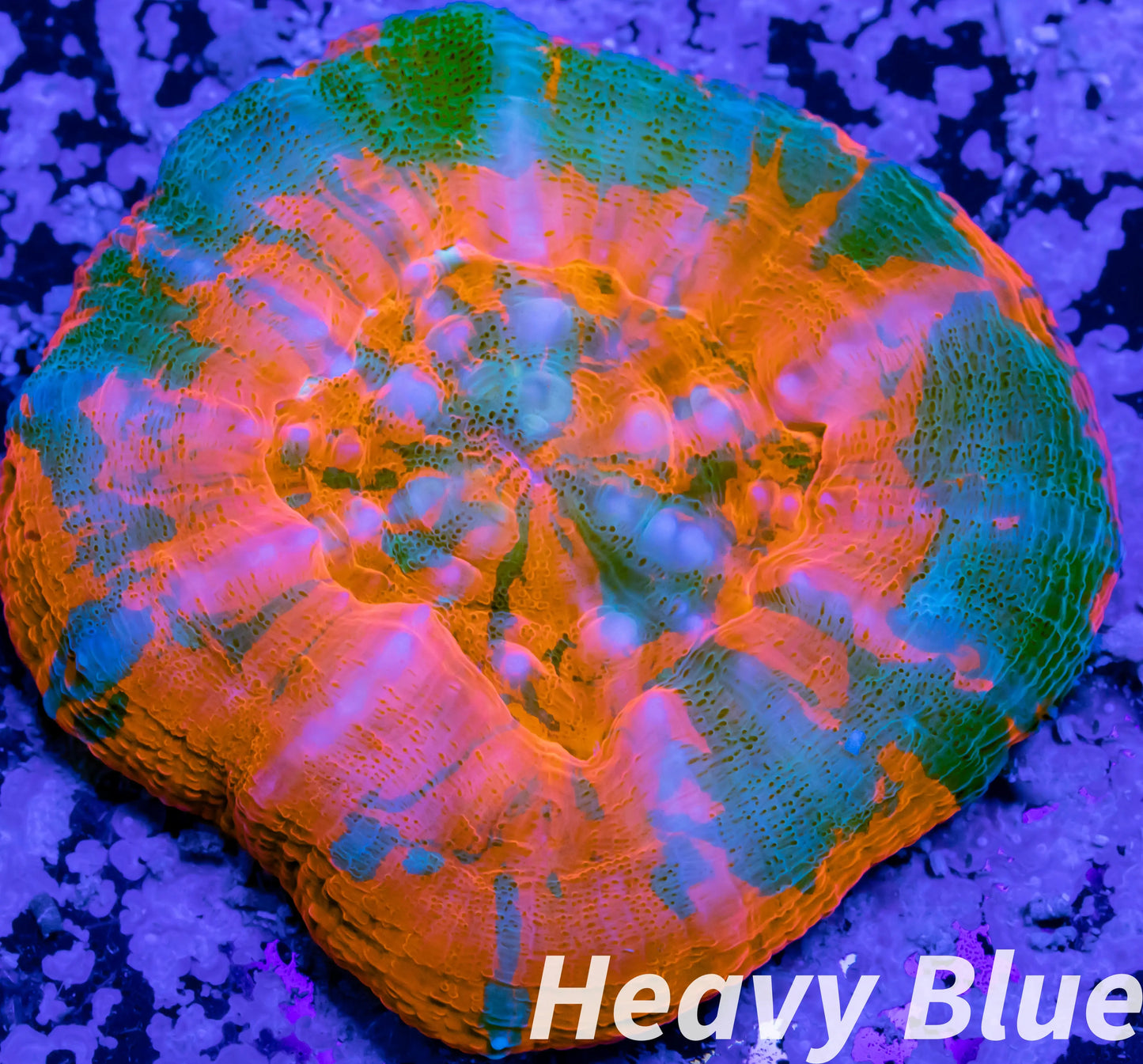 Scolymia Australis- WYSIWYG Ultra Superman Scoly Coral 3cm Scolymia Australis- WYSIWYG Ultra Superman Scoly Coral 3cm LPS Scolymia Australis- WYSIWYG Ultra Superman Scoly Coral 3cm Zeo Box Reef