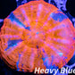 Scolymia Australis- WYSIWYG Ultra War Paint Scoly Coral 3cm Scolymia Australis- WYSIWYG Ultra War Paint Scoly Coral 3cm LPS Scolymia Australis- WYSIWYG Ultra War Paint Scoly Coral 3cm Zeo Box Reef