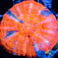 Scolymia Australis- WYSIWYG Ultra War Paint Scoly Coral 3cm Scolymia Australis- WYSIWYG Ultra War Paint Scoly Coral 3cm LPS Scolymia Australis- WYSIWYG Ultra War Paint Scoly Coral 3cm Zeo Box Reef