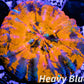 Scolymia Australis- WYSIWYG Ultra War Paint Scoly Coral 3cm Scolymia Australis- WYSIWYG Ultra War Paint Scoly Coral 3cm LPS Scolymia Australis- WYSIWYG Ultra War Paint Scoly Coral 3cm Zeo Box Reef