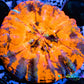 Scolymia Australis- WYSIWYG Ultra War Paint Scoly Coral 3cm Scolymia Australis- WYSIWYG Ultra War Paint Scoly Coral 3cm LPS Scolymia Australis- WYSIWYG Ultra War Paint Scoly Coral 3cm Zeo Box Reef