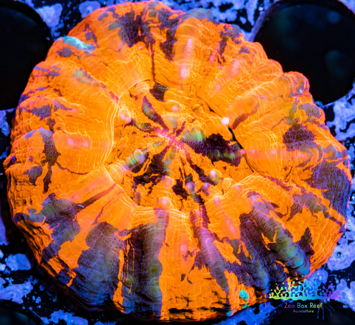 Scolymia Australis- WYSIWYG Ultra War Paint Scoly Coral 3cm Scolymia Australis- WYSIWYG Ultra War Paint Scoly Coral 3cm LPS Scolymia Australis- WYSIWYG Ultra War Paint Scoly Coral 3cm Zeo Box Reef