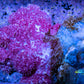 Soft Coral- Debdronephthya Coral WYSIWYG 13cm Soft Coral- Debdronephthya Coral WYSIWYG 13cm Soft Coral Soft Coral- Debdronephthya Coral WYSIWYG 13cm Zeo Box Reef