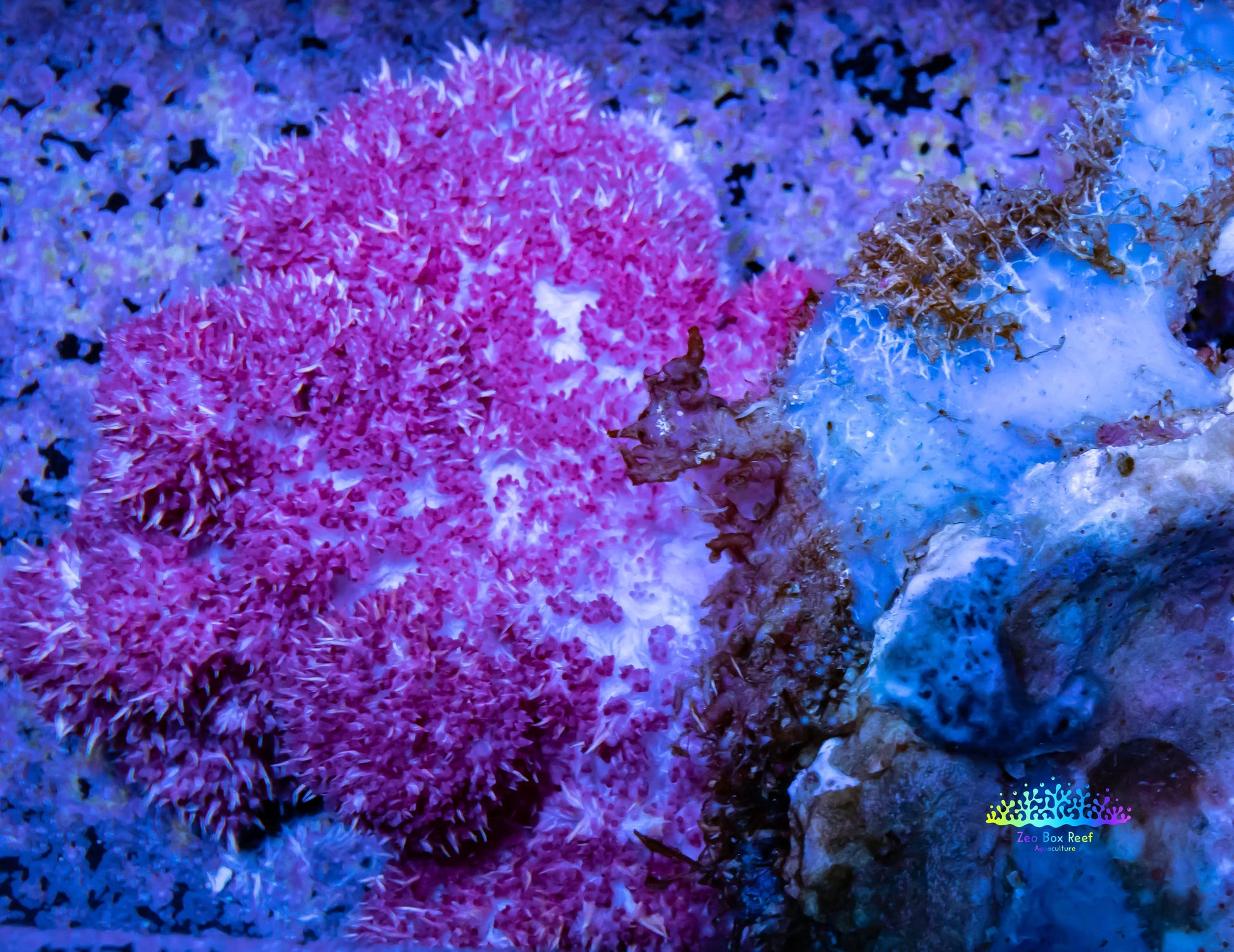 Soft Coral- Debdronephthya Coral WYSIWYG 13cm Soft Coral- Debdronephthya Coral WYSIWYG 13cm Soft Coral Soft Coral- Debdronephthya Coral WYSIWYG 13cm Zeo Box Reef