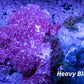 Soft Coral- Debdronephthya Coral WYSIWYG 13cm Soft Coral- Debdronephthya Coral WYSIWYG 13cm Soft Coral Soft Coral- Debdronephthya Coral WYSIWYG 13cm Zeo Box Reef