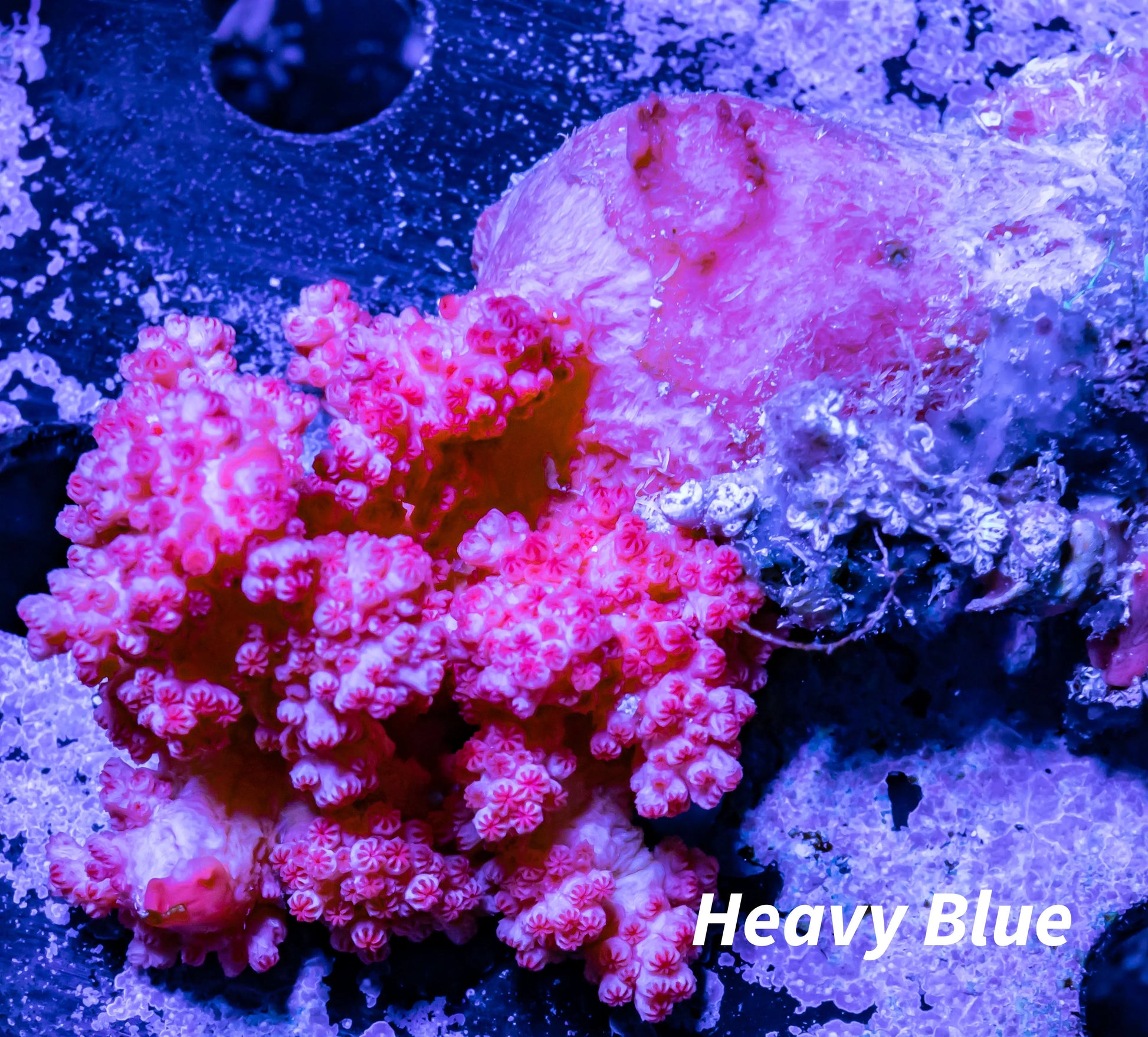 Soft Coral- Debdronephthya Coral WYSIWYG 7cm Soft Coral- Debdronephthya Coral WYSIWYG 7cm Soft Coral Soft Coral- Debdronephthya Coral WYSIWYG 7cm Zeo Box Reef