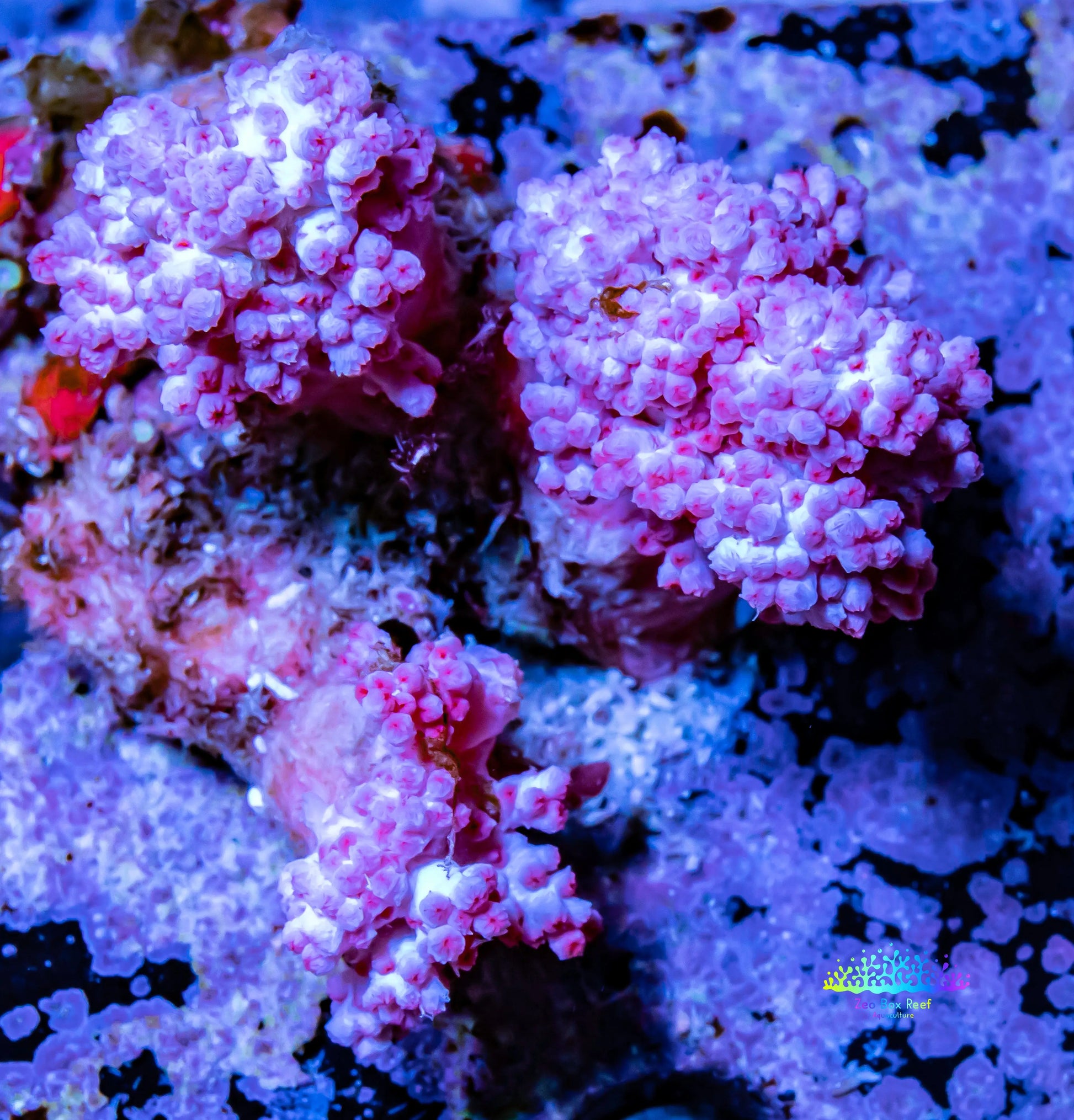 Soft Coral- Debdronephthya Coral WYSIWYG 7cm Soft Coral- Debdronephthya Coral WYSIWYG 7cm Soft Coral Soft Coral- Debdronephthya Coral WYSIWYG 7cm Zeo Box Reef
