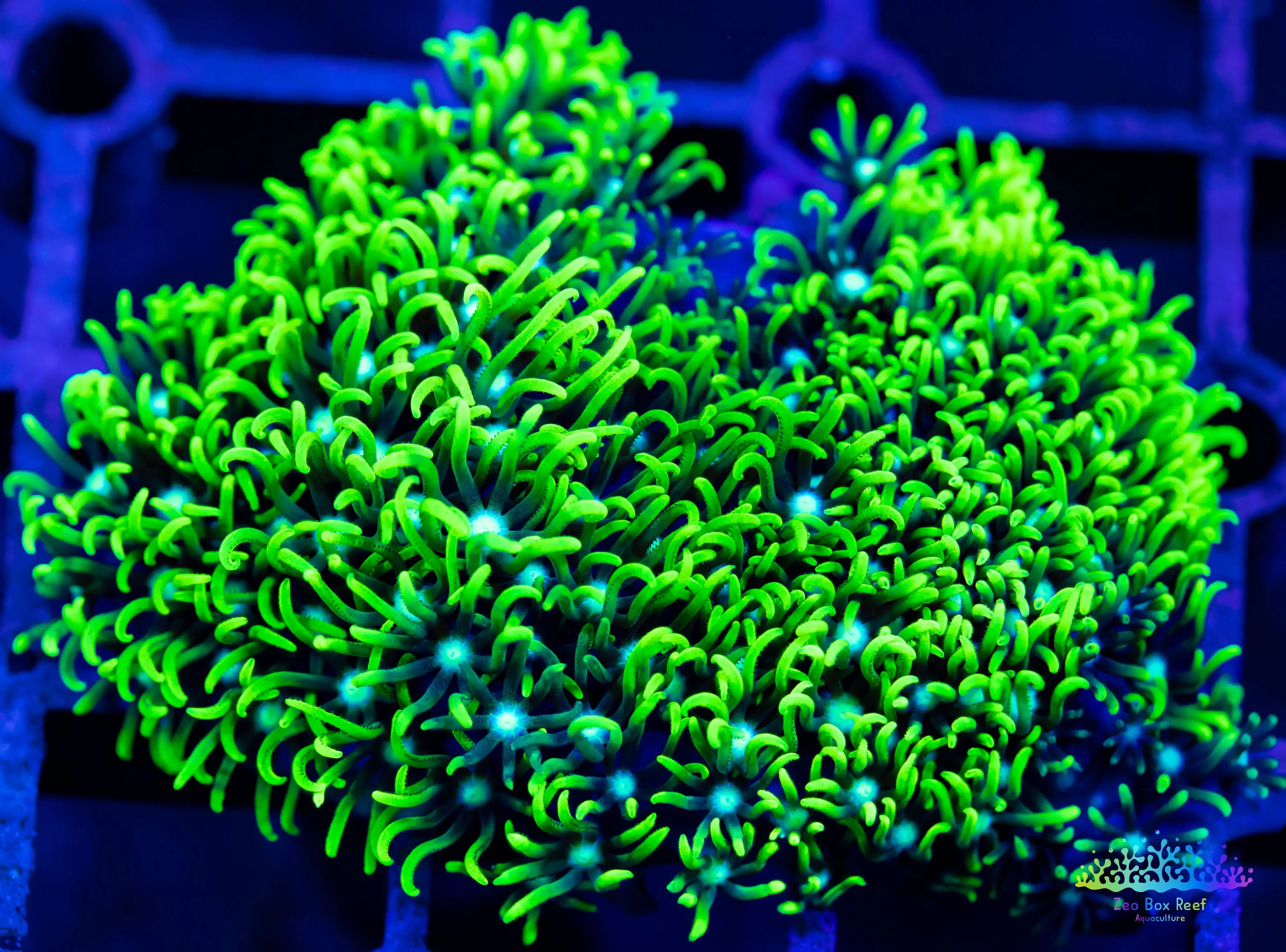 Soft Coral- Frag- Toxic Green Star Polyps GSP – Zeo Box Reef Aquaculture
