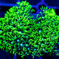 Soft Coral- Frag- Toxic Green Star Polyps GSP WYSIWYG Soft Coral- Frag- Toxic Green Star Polyps GSP WYSIWYG Soft Coral Soft Coral- Frag- Toxic Green Star Polyps GSP WYSIWYG Zeo Box Reef