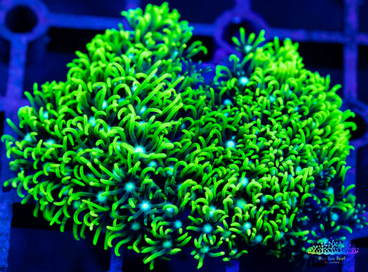 Soft Coral- Frag- Toxic Green Star Polyps GSP WYSIWYG Soft Coral- Frag- Toxic Green Star Polyps GSP WYSIWYG Soft Coral Soft Coral- Frag- Toxic Green Star Polyps GSP WYSIWYG Zeo Box Reef