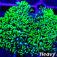 Soft Coral- Frag- Toxic Green Star Polyps GSP WYSIWYG Soft Coral- Frag- Toxic Green Star Polyps GSP WYSIWYG Soft Coral Soft Coral- Frag- Toxic Green Star Polyps GSP WYSIWYG Zeo Box Reef