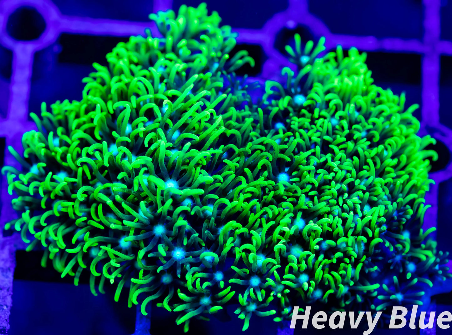 Soft Coral- Frag- Toxic Green Star Polyps GSP WYSIWYG Soft Coral- Frag- Toxic Green Star Polyps GSP WYSIWYG Soft Coral Soft Coral- Frag- Toxic Green Star Polyps GSP WYSIWYG Zeo Box Reef