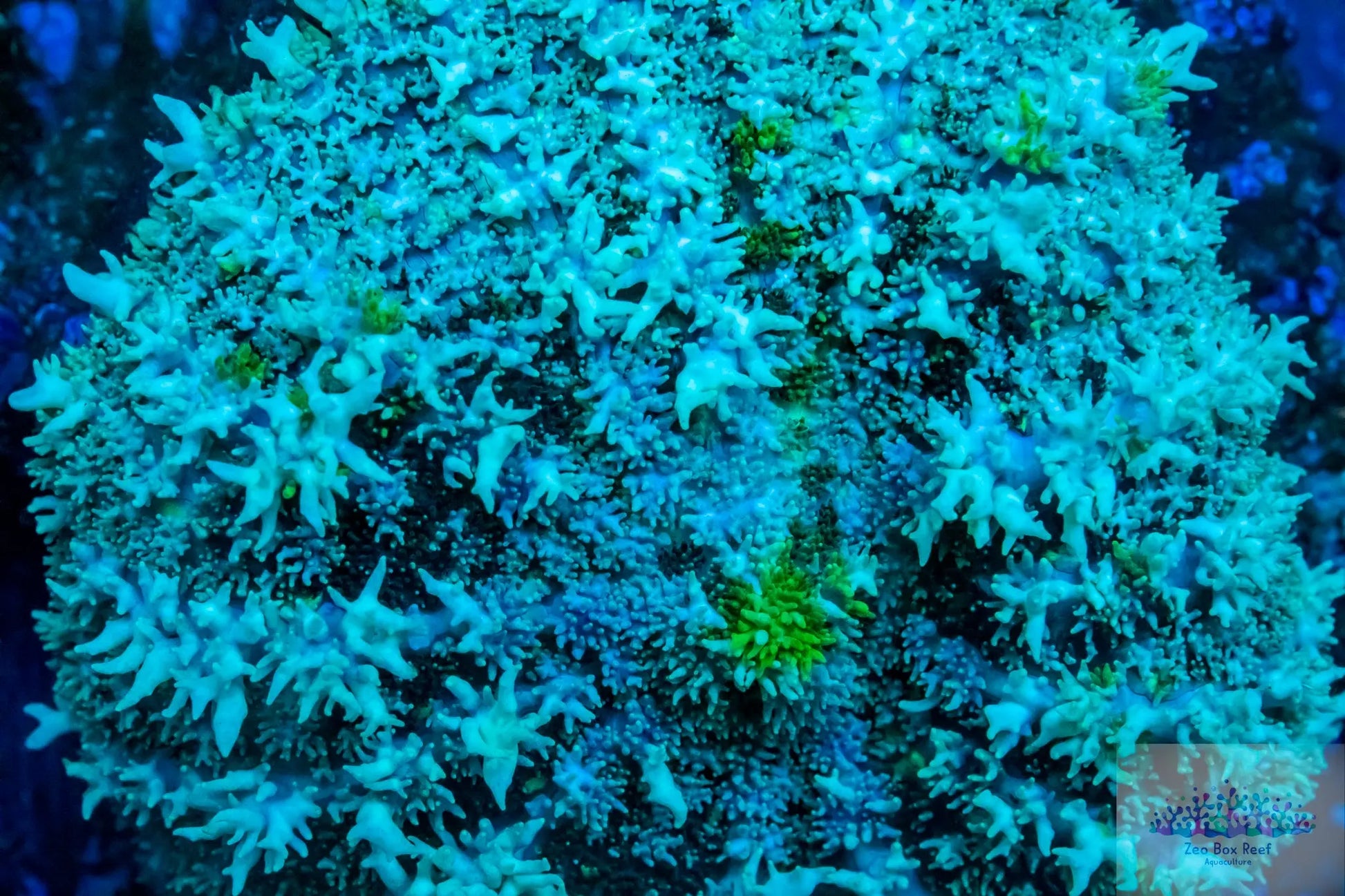 Soft Coral- Green unusual Fluffy Morph Soft Coral- Green unusual Fluffy Morph Soft Coral Soft Coral- Green unusual Fluffy Morph Zeo Box Reef