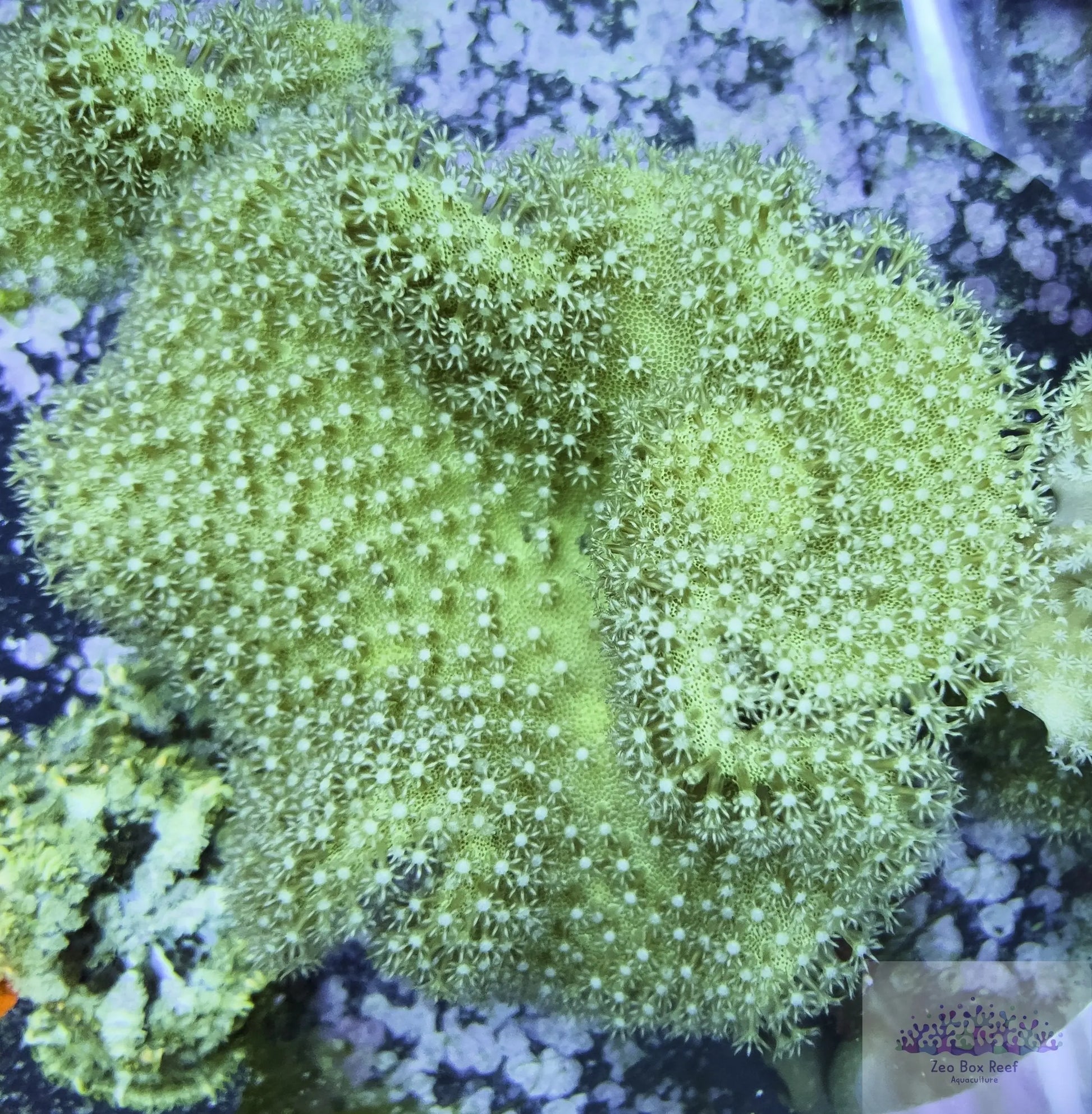 Soft Coral- Large Leather Coral Live Sale Soft Coral- Large Leather Coral Live Sale Soft Coral Soft Coral- Large Leather Coral Live Sale Zeo Box Reef