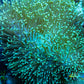 Soft Coral- Leather Coral- Green Polyp Toadstool  8cm Soft Coral- Leather Coral- Green Polyp Toadstool  8cm Soft Coral Soft Coral- Leather Coral- Green Polyp Toadstool  8cm Zeo Box Reef