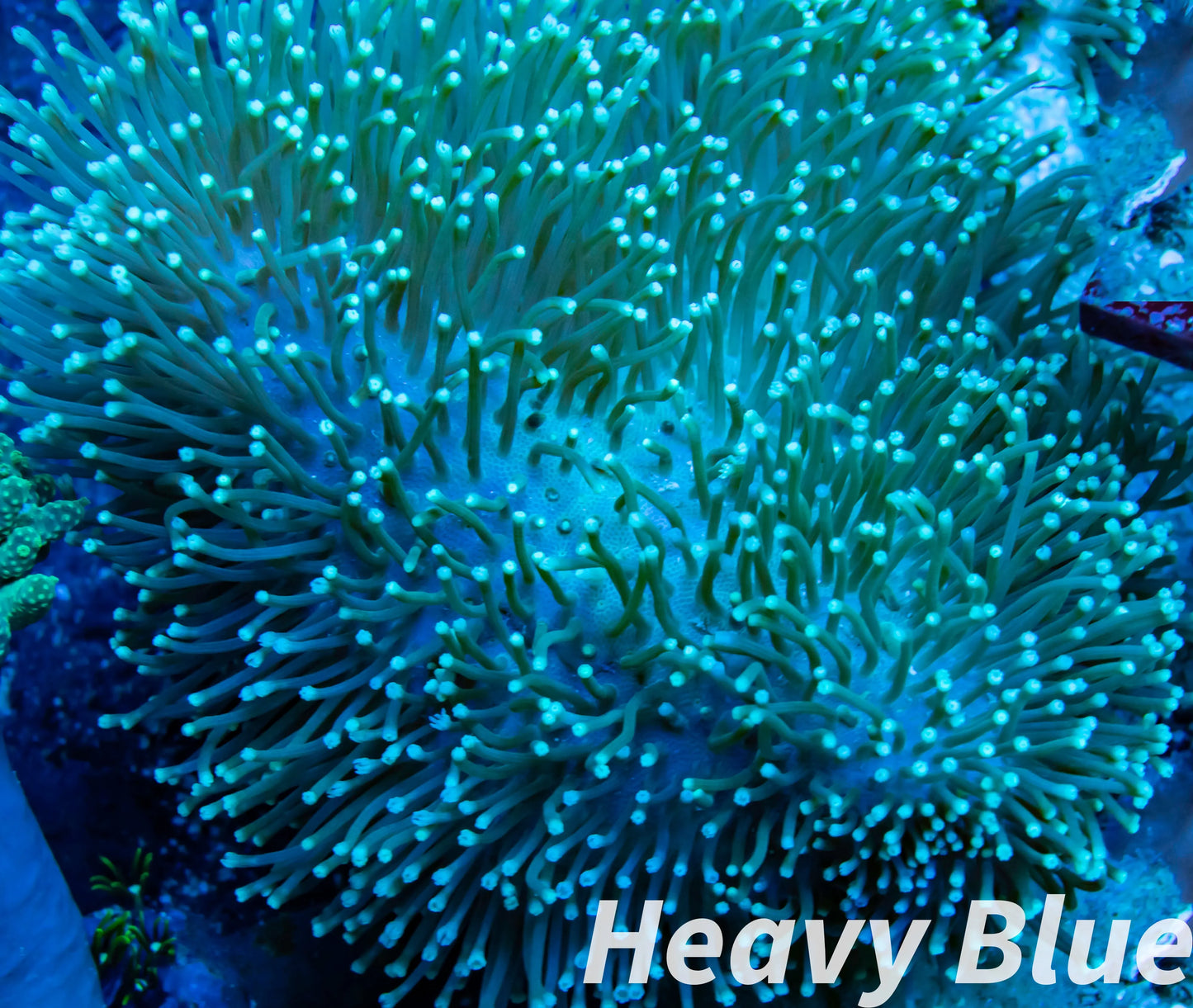 Soft Coral- Leather Coral- Green Polyp Toadstool  8cm Soft Coral- Leather Coral- Green Polyp Toadstool  8cm Soft Coral Soft Coral- Leather Coral- Green Polyp Toadstool  8cm Zeo Box Reef