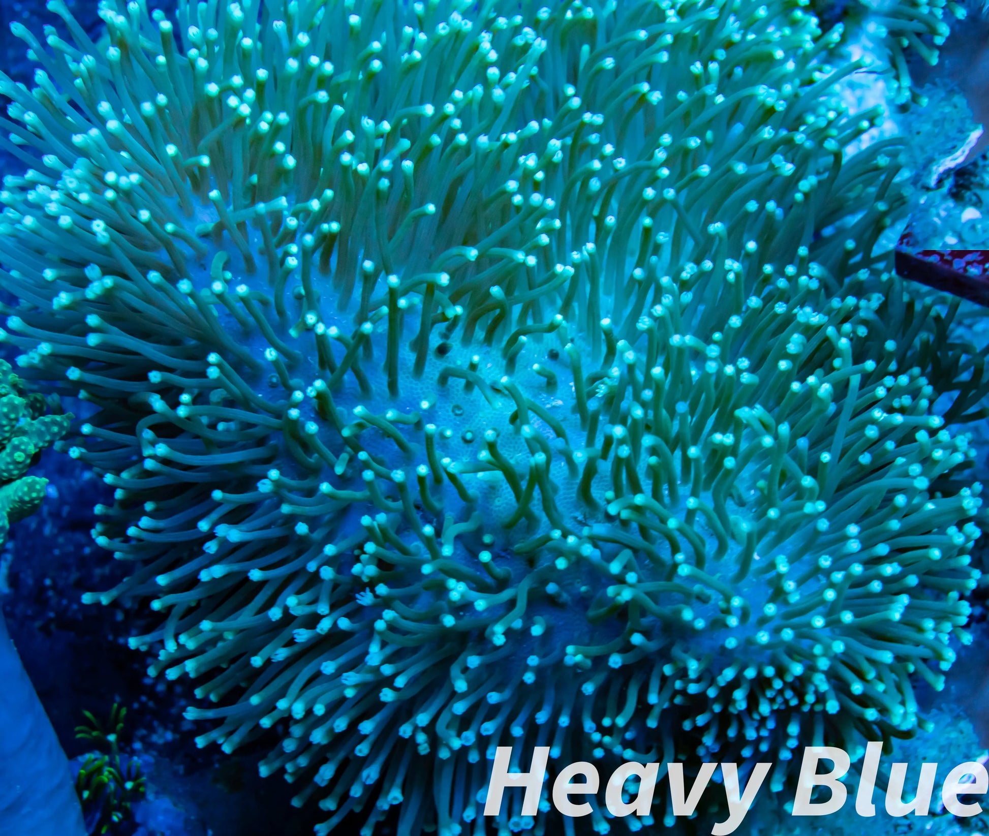 Soft Coral- Leather Coral- Green Polyp Toadstool  8cm Soft Coral- Leather Coral- Green Polyp Toadstool  8cm Soft Coral Soft Coral- Leather Coral- Green Polyp Toadstool  8cm Zeo Box Reef