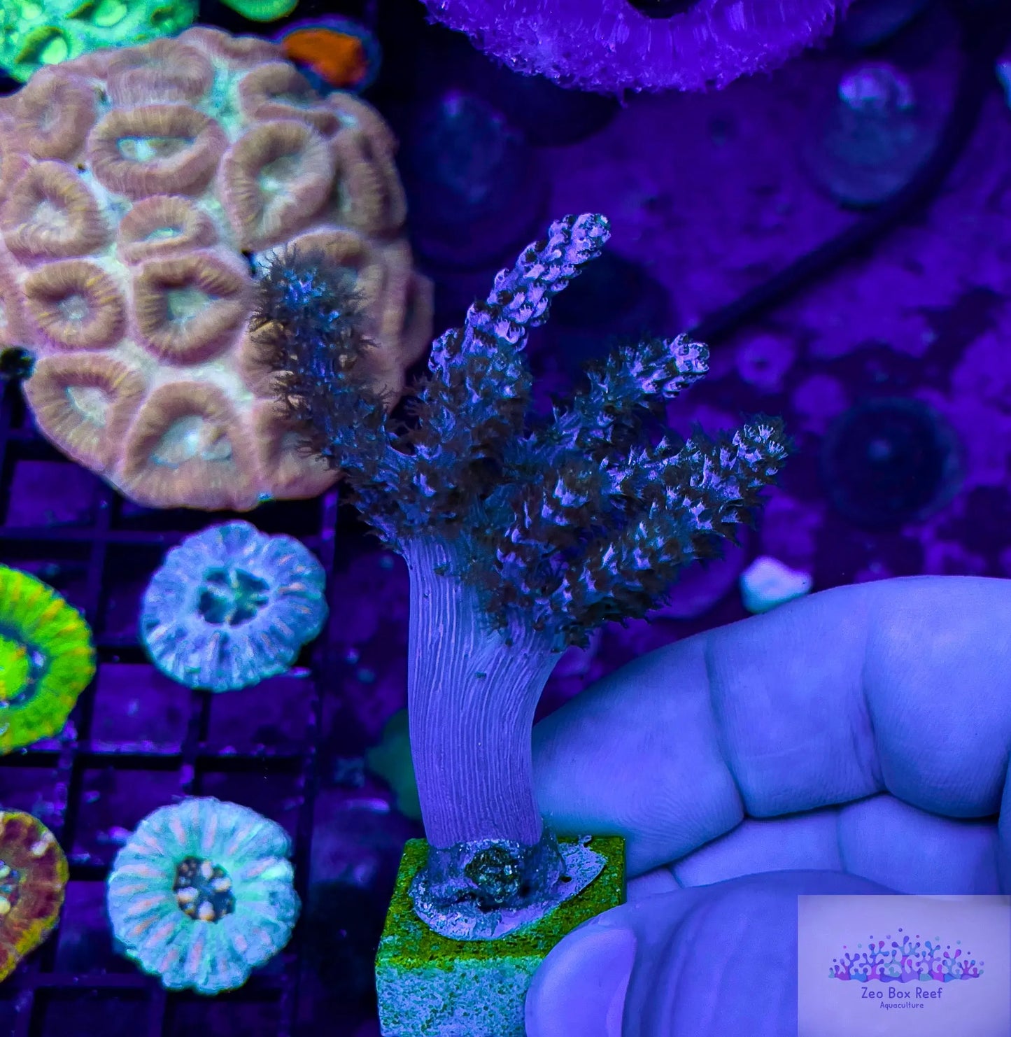 Soft Coral- Pink Nepthia- Leather Coral Soft Coral- Pink Nepthia- Leather Coral Soft Coral Soft Coral- Pink Nepthia- Leather Coral Zeo Box Reef