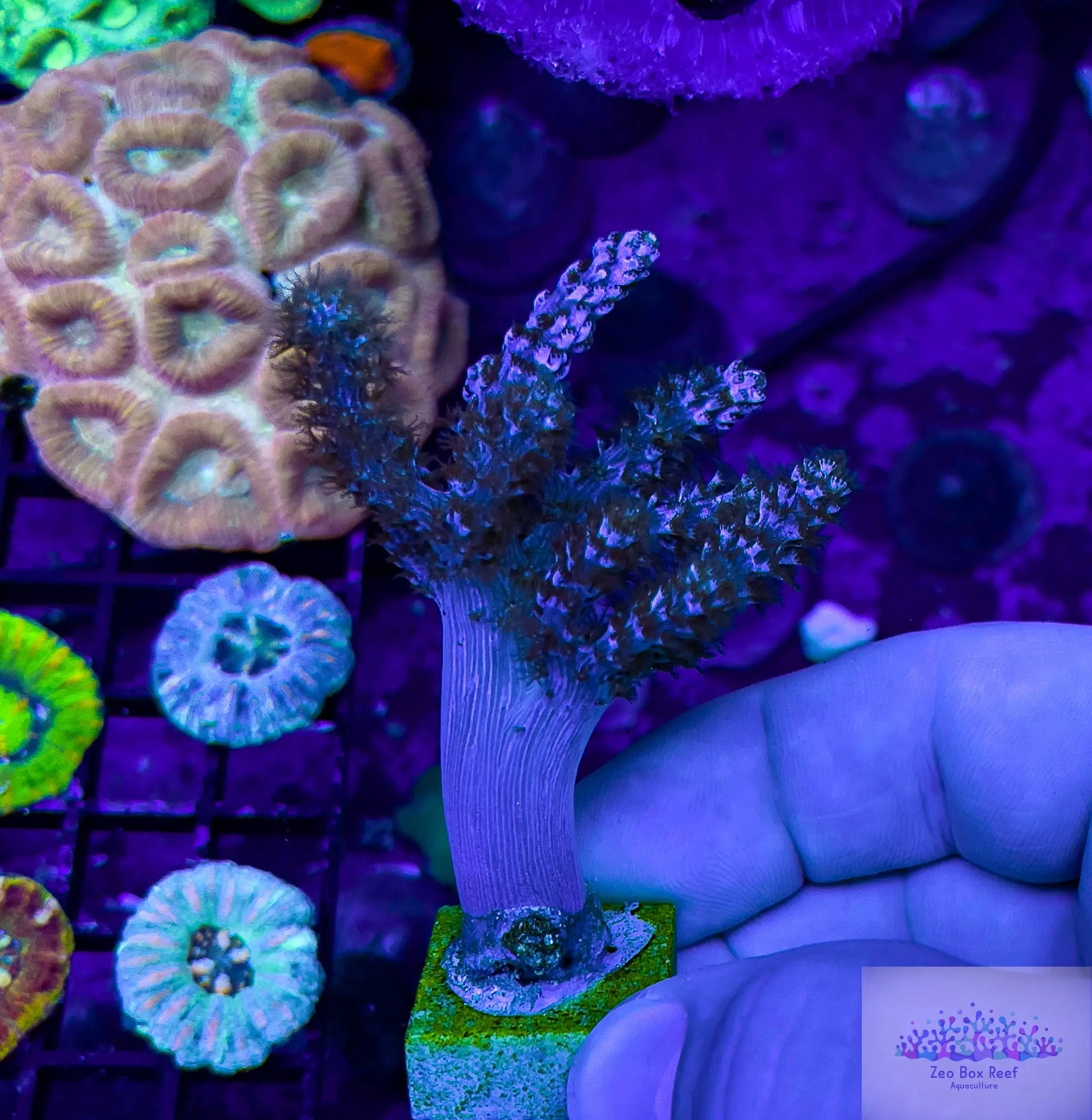 Soft Coral- Pink Nepthia- Leather Coral Soft Coral- Pink Nepthia- Leather Coral Soft Coral Soft Coral- Pink Nepthia- Leather Coral Zeo Box Reef