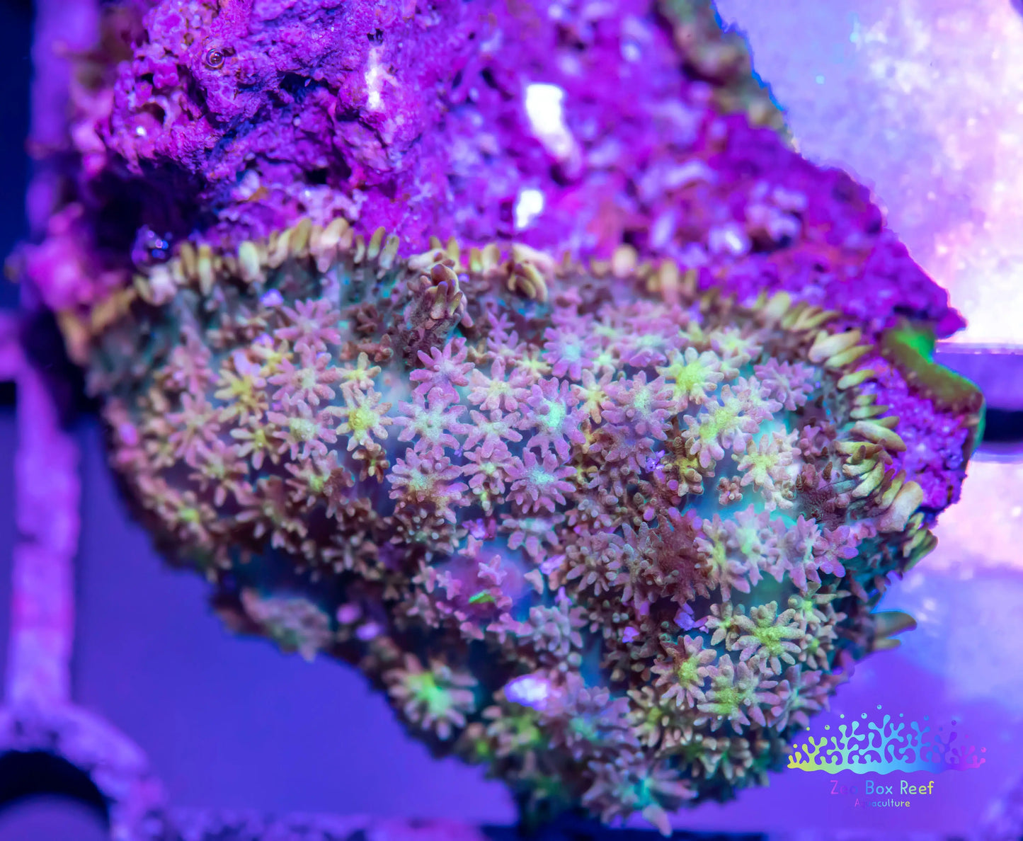 Soft Coral- Rodactis Mushroom coral rock Soft Coral- Rodactis Mushroom coral rock Animals & Pet Supplies Soft Coral- Rodactis Mushroom coral rock Zeo Box Reef