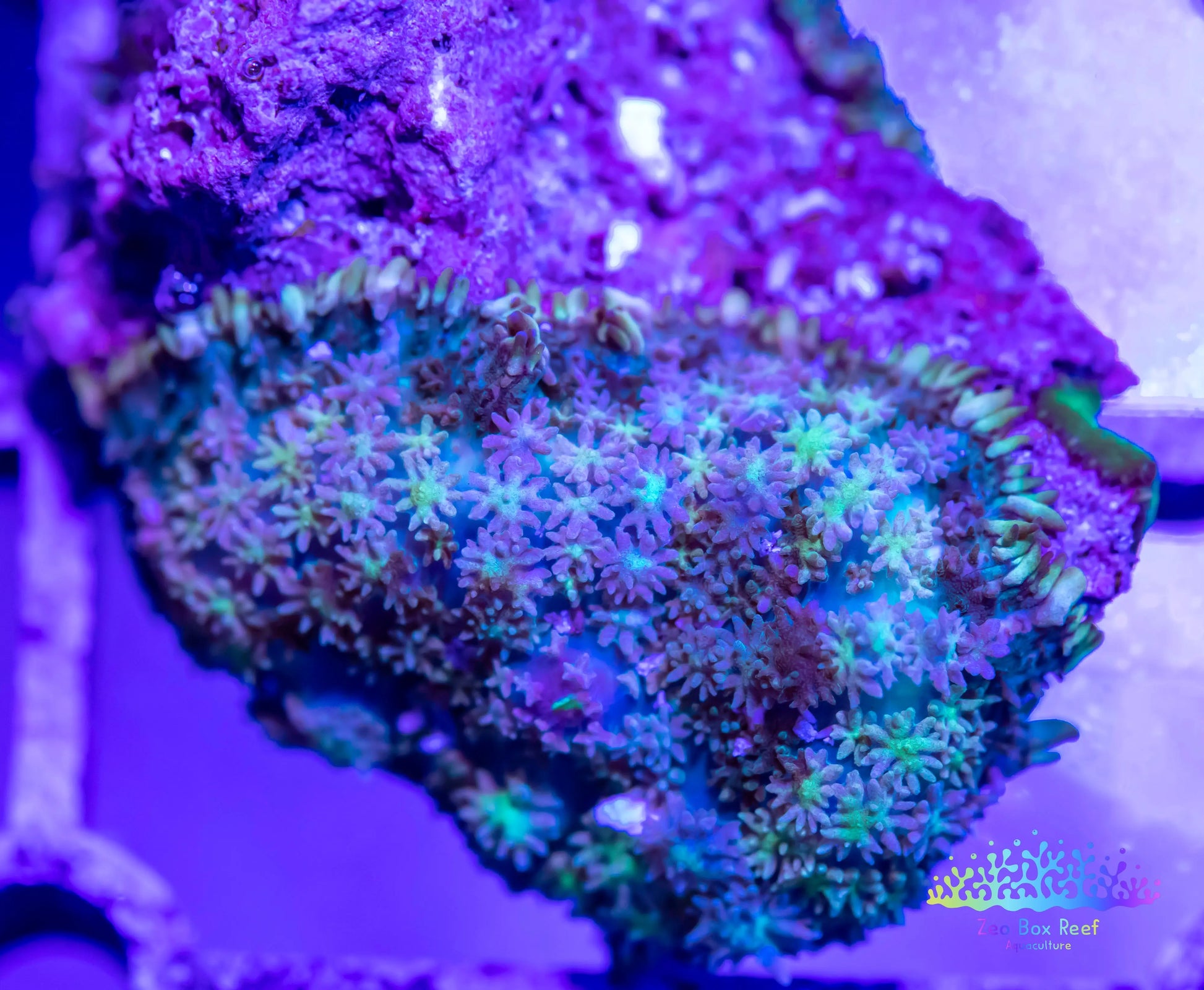 Soft Coral- Rodactis Mushroom coral rock Soft Coral- Rodactis Mushroom coral rock Animals & Pet Supplies Soft Coral- Rodactis Mushroom coral rock Zeo Box Reef