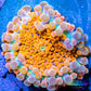 Soft Coral- Ultra Ricordea  WYSIWYG 2cm Soft Coral- Ultra Ricordea  WYSIWYG 2cm Soft Coral Soft Coral- Ultra Ricordea  WYSIWYG 2cm Zeo Box Reef