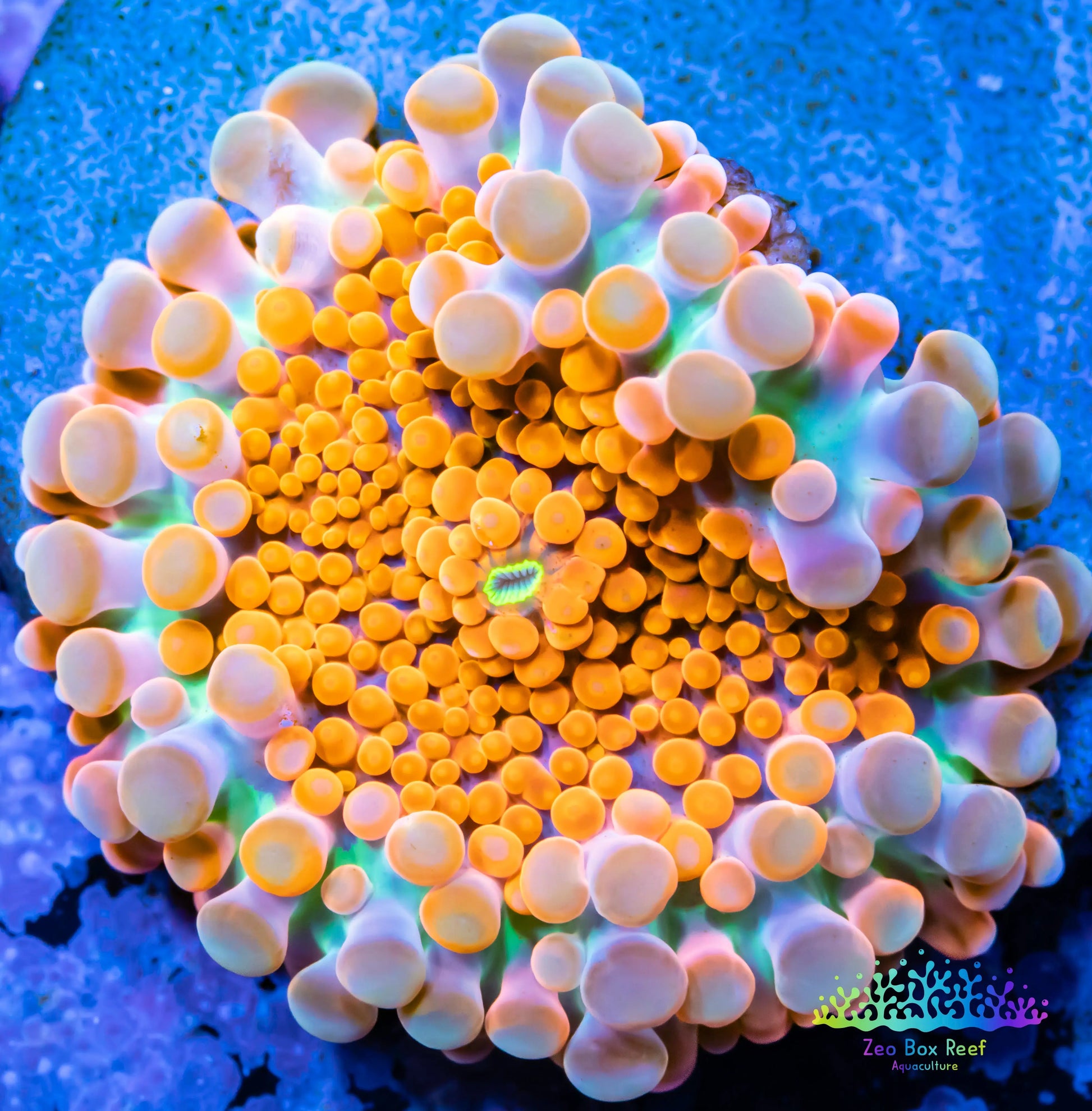 Soft Coral- Ultra Ricordea  WYSIWYG 2cm Soft Coral- Ultra Ricordea  WYSIWYG 2cm Soft Coral Soft Coral- Ultra Ricordea  WYSIWYG 2cm Zeo Box Reef