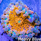 Soft Coral- Ultra Ricordea  WYSIWYG 2cm Soft Coral- Ultra Ricordea  WYSIWYG 2cm Soft Coral Soft Coral- Ultra Ricordea  WYSIWYG 2cm Zeo Box Reef