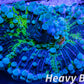Soft Coral- Ultra Ricordea  WYSIWYG 4cm Soft Coral- Ultra Ricordea  WYSIWYG 4cm Soft Coral Soft Coral- Ultra Ricordea  WYSIWYG 4cm Zeo Box Reef
