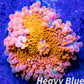 Soft Coral- Ultra Ricordea WYSIWYG 4cm Soft Coral- Ultra Ricordea WYSIWYG 4cm Soft Coral Soft Coral- Ultra Ricordea WYSIWYG 4cm Zeo Box Reef