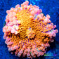 Soft Coral- Ultra Ricordea WYSIWYG 4cm Soft Coral- Ultra Ricordea WYSIWYG 4cm Soft Coral Soft Coral- Ultra Ricordea WYSIWYG 4cm Zeo Box Reef