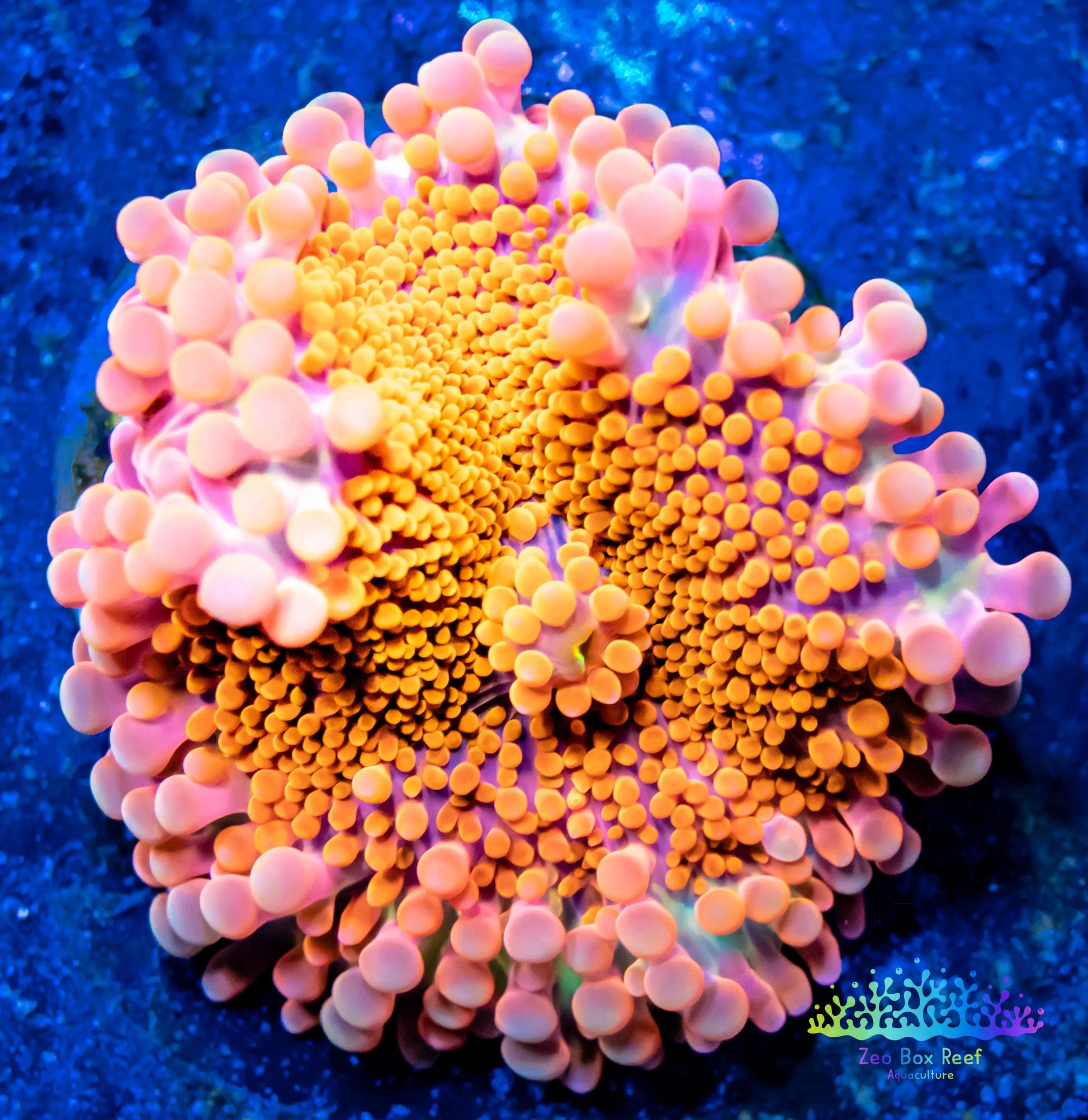 Soft Coral- Ultra Ricordea WYSIWYG 4cm Soft Coral- Ultra Ricordea WYSIWYG 4cm Soft Coral Soft Coral- Ultra Ricordea WYSIWYG 4cm Zeo Box Reef