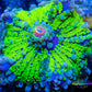 Soft Coral- Ultra Ricordea WYSIWYG 4cm Soft Coral- Ultra Ricordea WYSIWYG 4cm Soft Coral Soft Coral- Ultra Ricordea WYSIWYG 4cm Zeo Box Reef